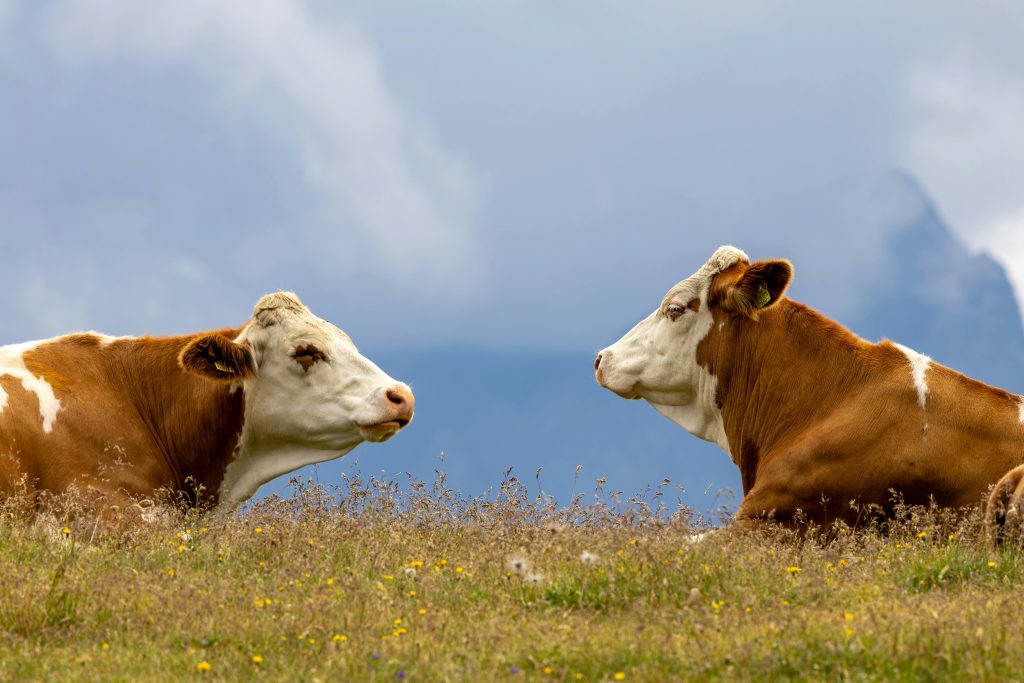 Two brown cows resting in a picturesque meadow in Untertauern, Austria.